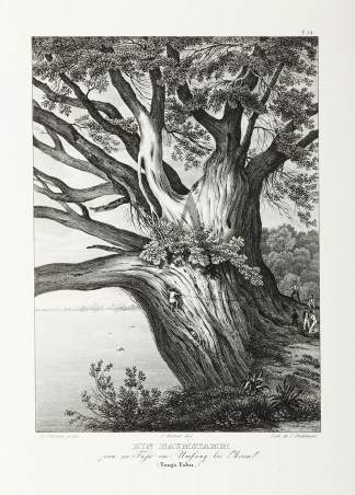 Ein Baumstamm. von 100 Fuss im Umfang, b… PACIFIC