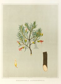 Eremophila Alternifolia.