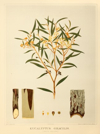 Eucalyptus Gracilis. (White Mallee) Australian - General
