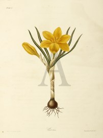 Crocus