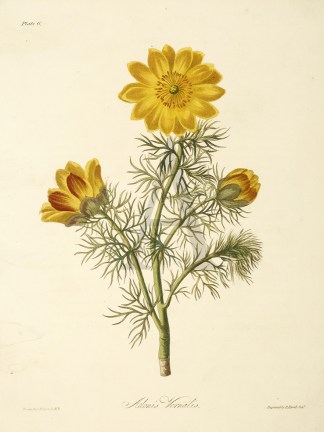 Adonis Vernalis General / Global