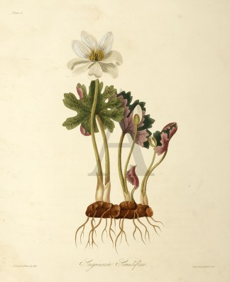 Sanguinaria Grandiflora General / Global