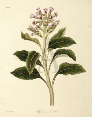 Hyosoyamus Orientalis General / Global