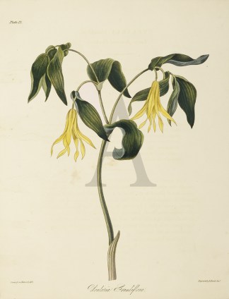 Uvularia Grandiflora General / Global