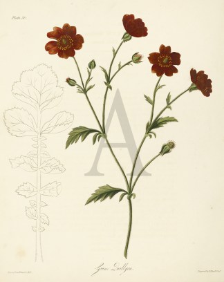 Geum Quellyon General / Global