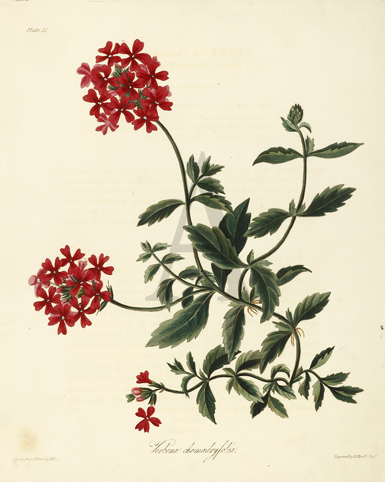 Verbena chamaedryfolia - Antique Print from 1831