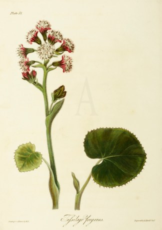 Tufsilago fragrans General / Global