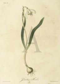 Galanthus Nivalis World - Nonindigenous General