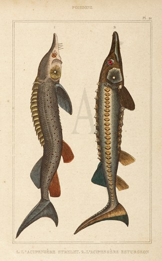 1.L’Acipensere Strelet. 2.L’… Fish & Marine Life