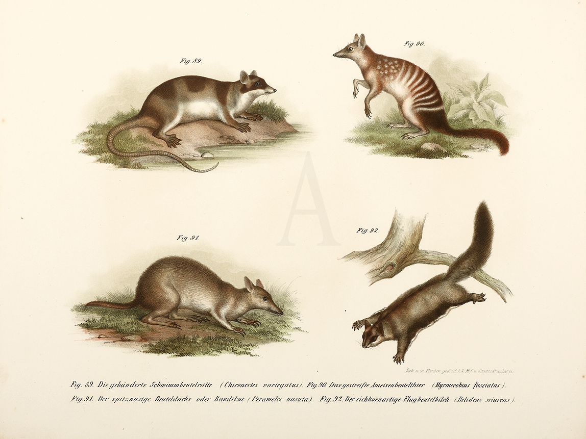 89. Chironectes variegatus. 90. Myrmecobius fasciatus. 91. Perameles nasuta. 92. Belidieus scirueus. - Antique Print from 1836