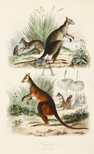Kanguroos (Laineux-Geant.) sic Australian - General