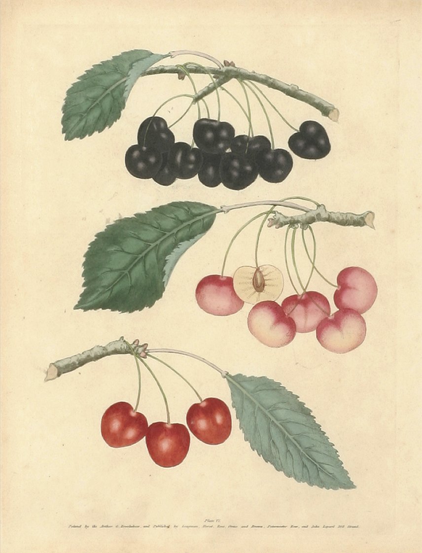 Cherries. - Antique Print from 1842