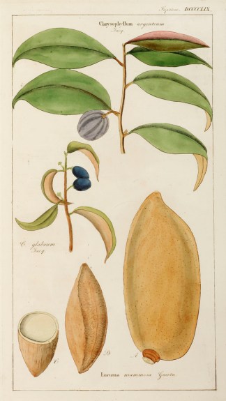 Chrysophyllum. Lucuma Fruits, Herbs, Medicinal, Spices, Vegetables