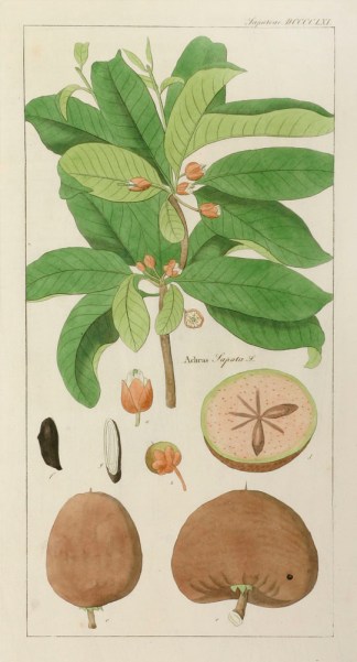 Achras Sapota Fruits, Herbs, Medicinal, Spices, Vegetables