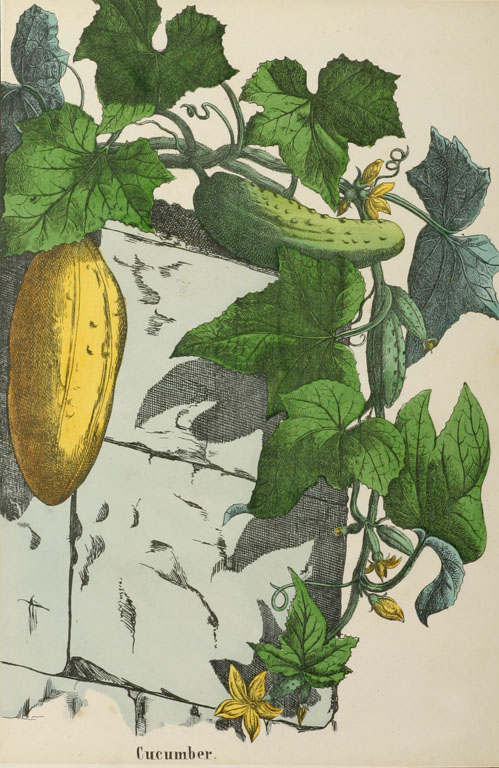 Fruits. Cucumber - Antique Print from 1860