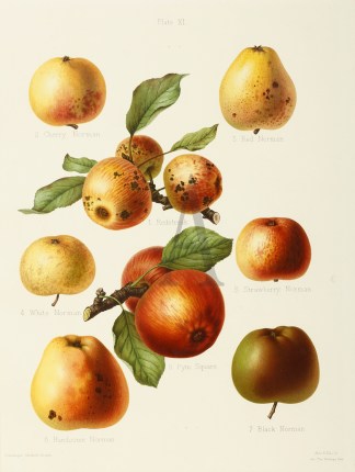 Plate XI Fruits, Herbs, Medicinal, Spices, Vegetables