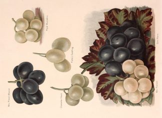 Mrs Pince’s Muscat, Royal Muscadin… Fruits, Herbs, Medicinal, Spices, Vegetables