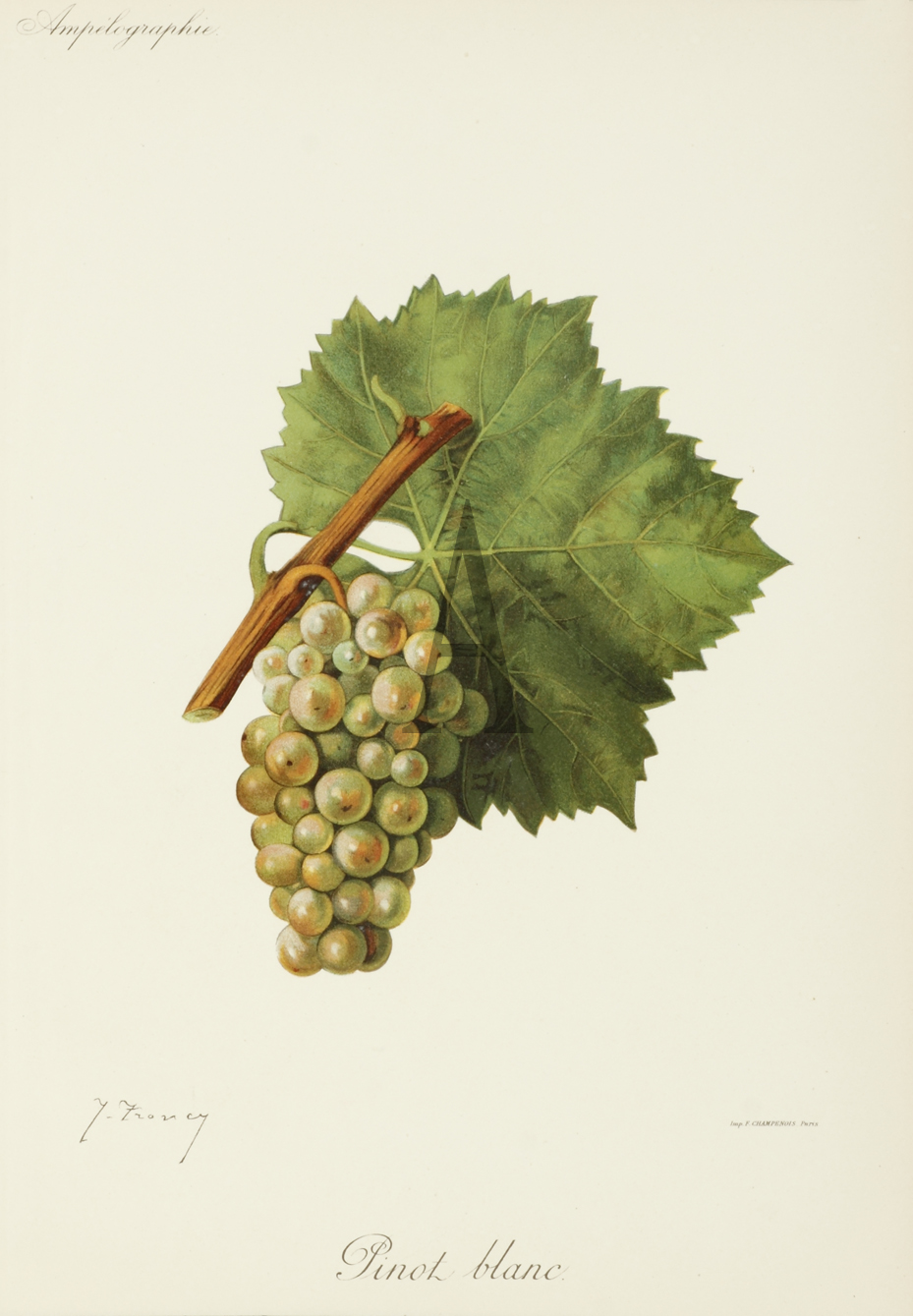 Pinot blanc - Antique Print from 1888