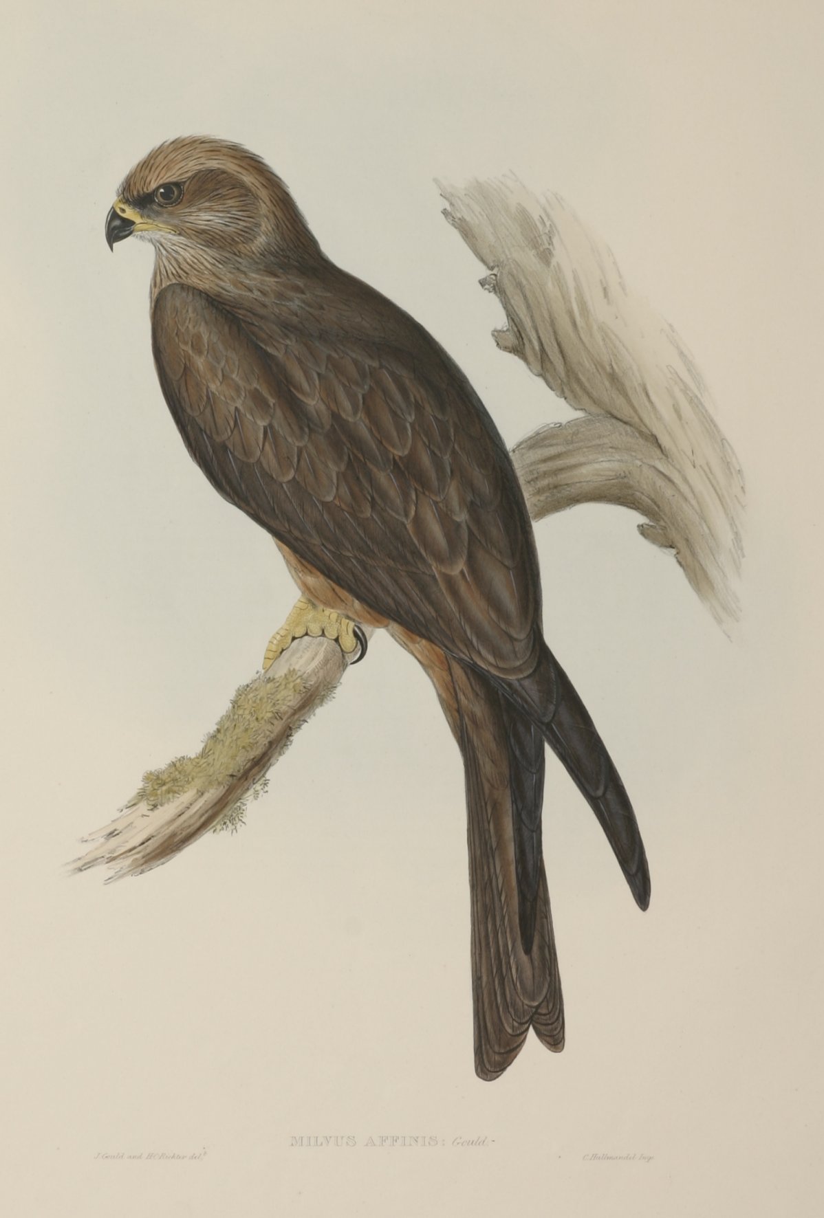 Milvus affinis - Antique Print from 1848