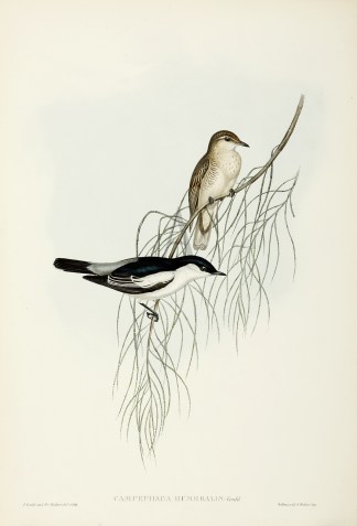 Campephaga humeralis: Gould Australian