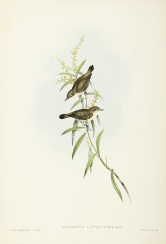 Gerygone Laevigaster: Gould Australian