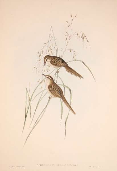 Little Grassbird - Antique Print from 1848