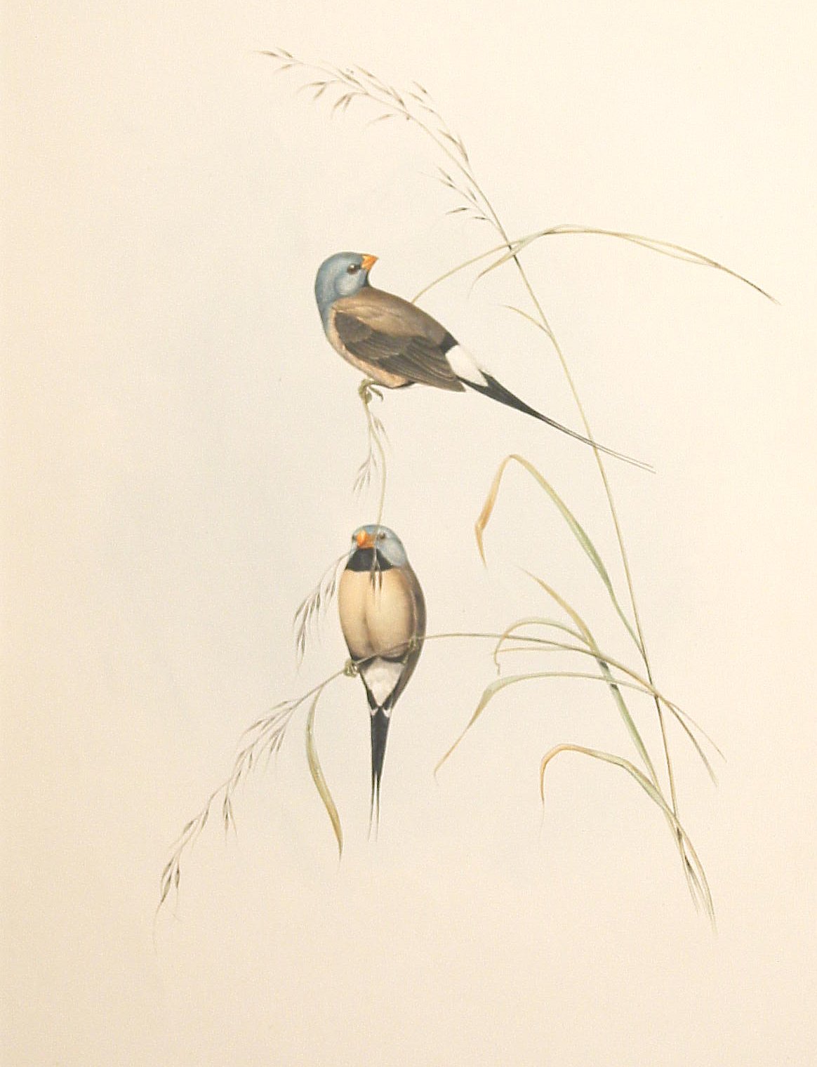Long-tailed Finch - Antique Print from 1848