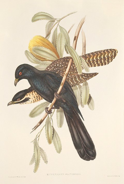 Cooee-bird - Antique Print from 1848