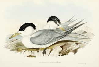 Thalasseus Pelicanoides. Australian