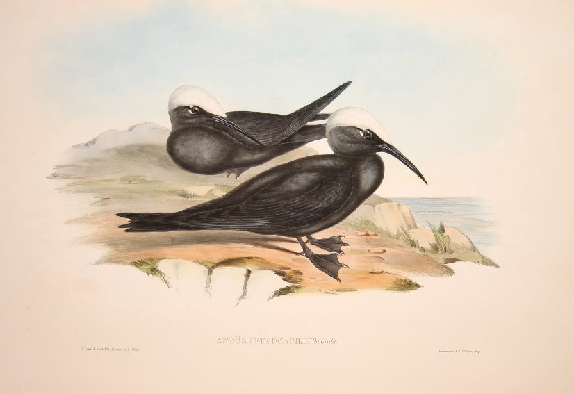White-capped Tern - Antique Print from 1848