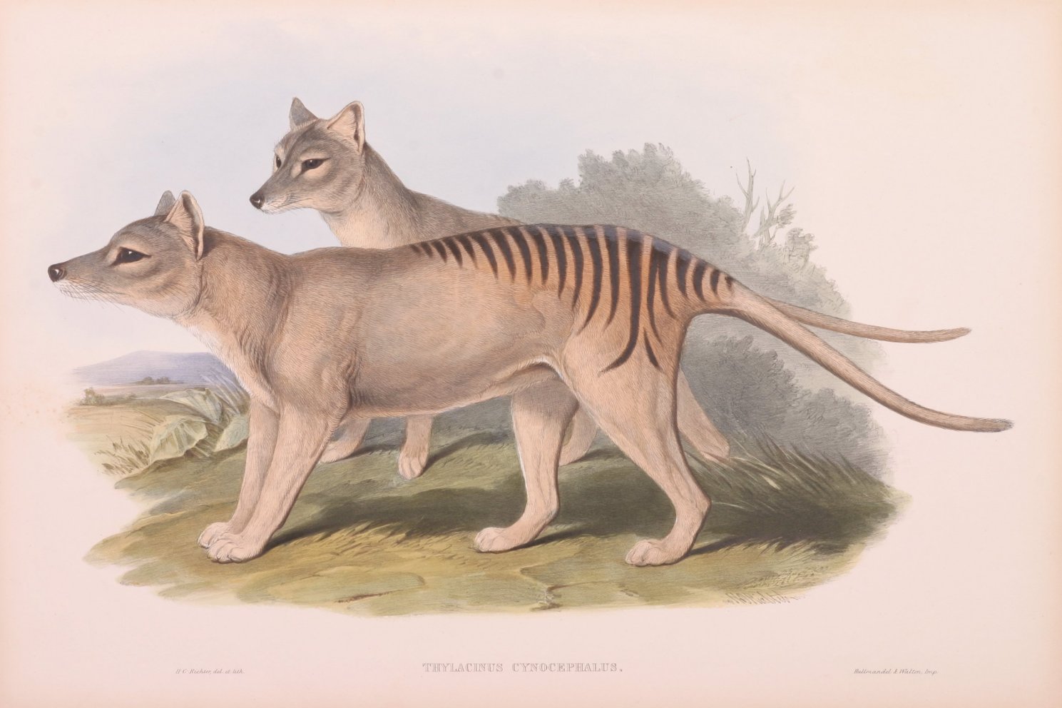Thylacinus cynocephalus - Antique Print from 1845