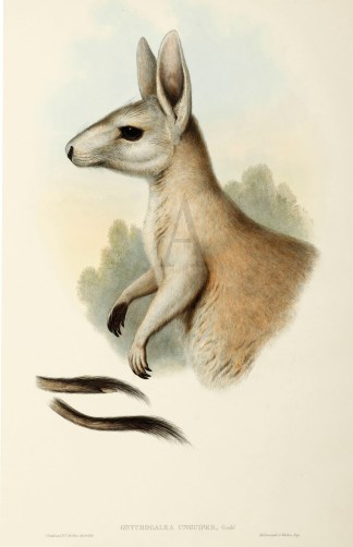 Onychogalea unguifer Australian - General