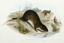 Hydromys leucogaster