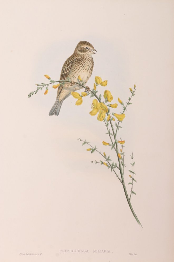 Crithophaga miliaria - Antique Print from 1862