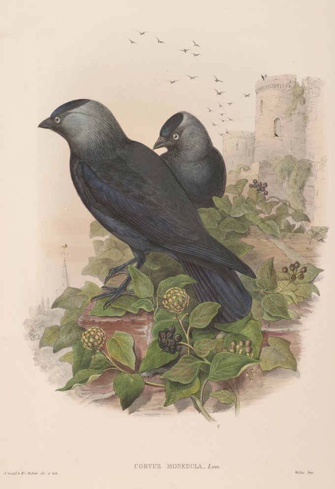 Corvus Monedula - Antique Print from 1862