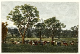 Herd of Mixed Cattle.