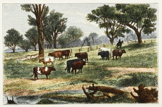 Group of Cattle, Angaston. Australiana (General)