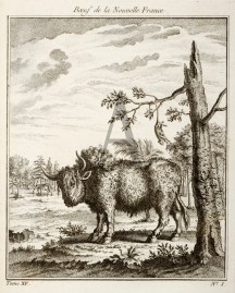 Boeuf de la Nouvelle France.