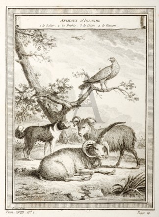 Animaux D’Islande Scandinavia Animaux D’Islande Scandinavia
