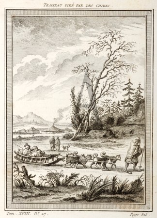 Traineau Tire Par Des Chiens. Dogs