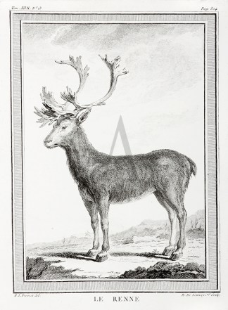 Le Renne General / Global