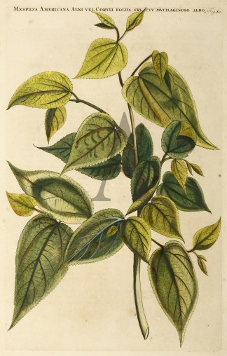 Mespilvs Americana Alni vel Coryli Folis… General / Global