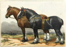 Draught Horses-Young Robin and Earl of Glasgow.