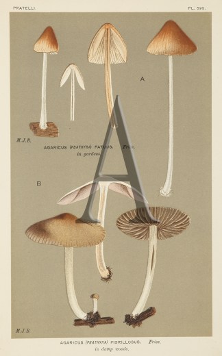 Agaricus (Psathyra) Fibrillosus. Fruits, Herbs, Medicinal, Spices, Vegetables