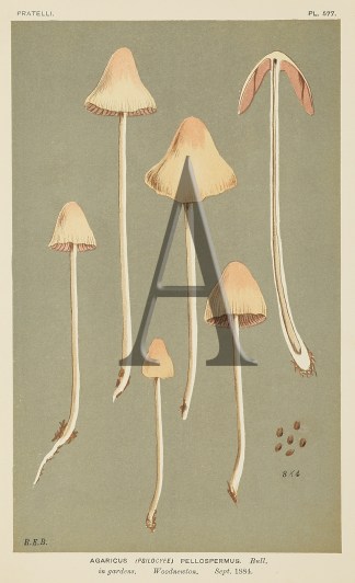 Agaricus (Psilocybe) Pellospermus. Fruits, Herbs, Medicinal, Spices, Vegetables