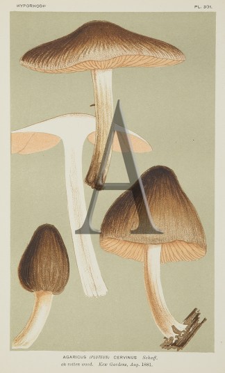 Agaricus (Pluteus) Cervinus Fruits, Herbs, Medicinal, Spices, Vegetables