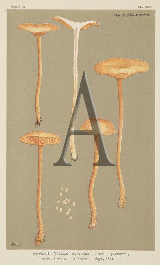 Agaricus (Tubaria) Cupularis. Fruits, Herbs, Medicinal, Spices, Vegetables