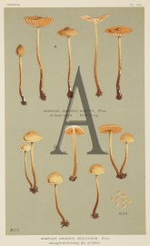 Agaricus (Naucoria) Solencinus. Fruits, Herbs, Medicinal, Spices, Vegetables
