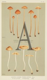 Agaricus (Galera) Pygmaeo-Affinis. Fruits, Herbs, Medicinal, Spices, Vegetables