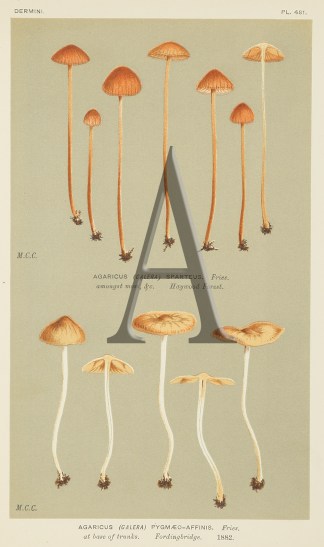 Agaricus (Galera) Pygmaeo-Affinis. Fruits, Herbs, Medicinal, Spices, Vegetables